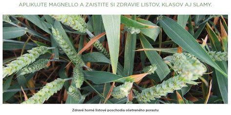 Porast pelušky ozimnej