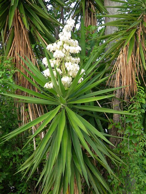 Ilustrácia rastliny Yucca Aloifolia s charakteristickými listami
