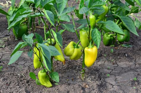 Schéma prípravy pôdy a ideálnych rozstupov pri výsadbe papriky