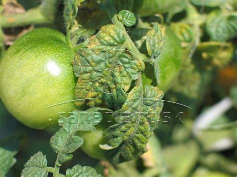 Tematická fotografia rastliny rajčiaka s plodmi