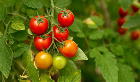 Tematická fotografia rôznych druhov zrelých rajčiakov
