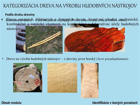 Ilustrácia dreňových lúčov na radiálnom reze dreva