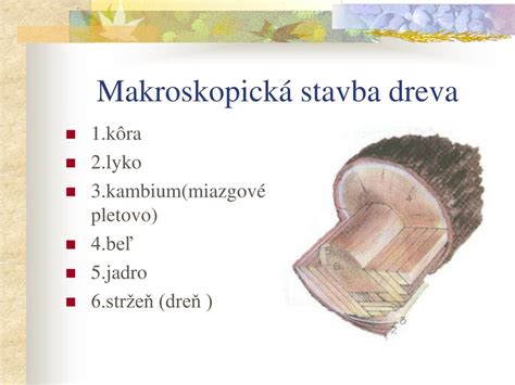 Priečny rez kmeňa stromu s jasne viditeľnými letokruhmi
