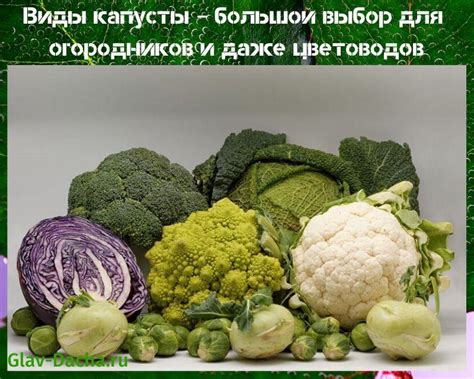 Tematické foto: Rôzne druhy borievok v krajine