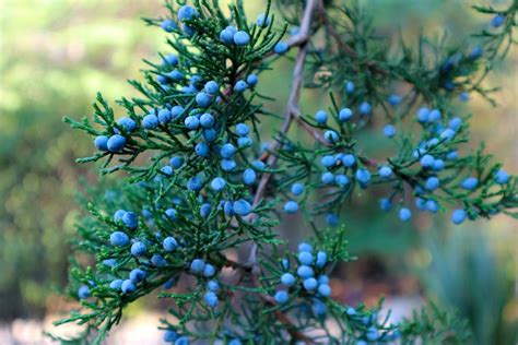 Ilustrácia: Borievka virgínska (Juniperus virginiana) v plnej kráse