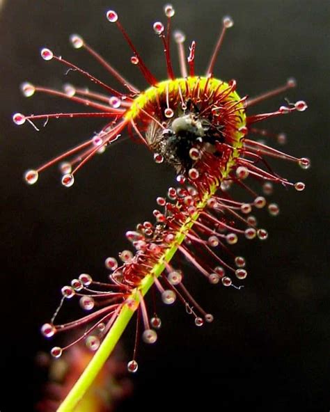 Rosička kapská (Drosera capensis) s kvapôčkami lepkavého sekrétu
