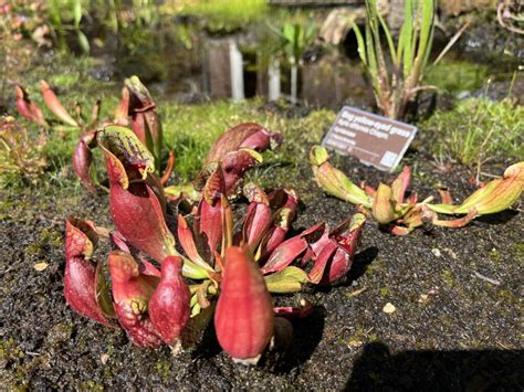 Saracénia purpurová (Sarracenia purpurea) s hmyzom v pasci