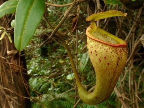 Krčiažnik (Nepenthes) s otvoreným krčahom