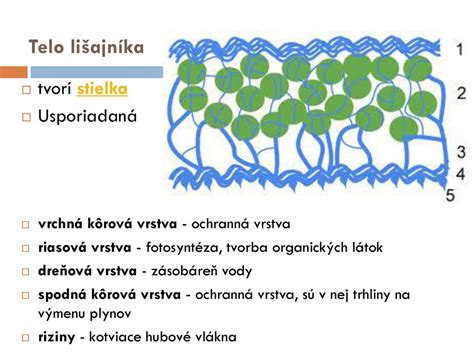 schematické znázornenie symbiózy lišajníka (huba a riasa)