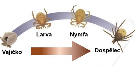 Schéma životného cyklu podenky: vajíčko, nymfa (larva), subimágo a dospelý jedinec (imágo)