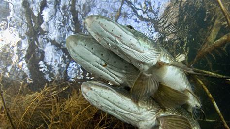 Detailná fotografia samičky podenky kladúcej vajíčka na kameň pod vodnou hladinou
