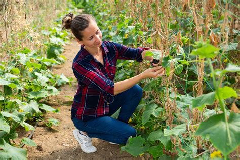 Schéma vertikálneho pestovania uhoriek na sieti v záhrade