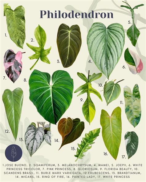 ilustrácia rastliny Pupočník ázijský v prirodzenom prostredí