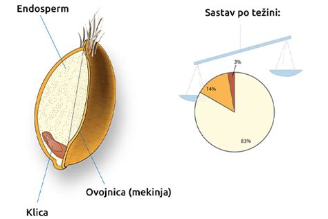 Schéma zloženia zrna pšenice s vyznačením endospermu, klíčka a obalu