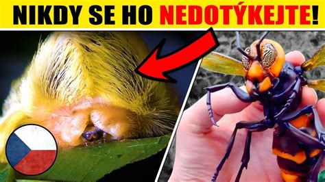 Infografika s rôznymi typmi hmyzu a ich škodami na rastlinách