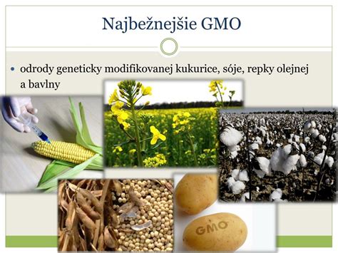 Ilustrácia geneticky modifikovanej rastliny s viditeľnými znakmi zvýšenej odolnosti voči škodcom a chorobám.