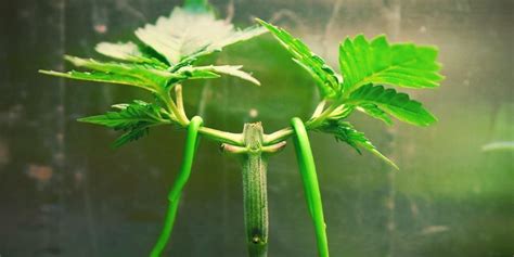 Vizualizácia techniky Low Stress Training (LST) na rastline konope.