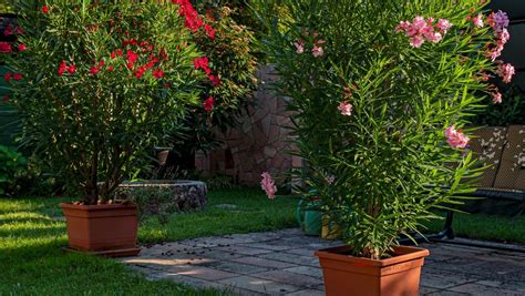 oleander na slnečnom mieste pri stene domu
