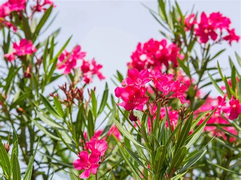 oleander po radikálnom reze na jar