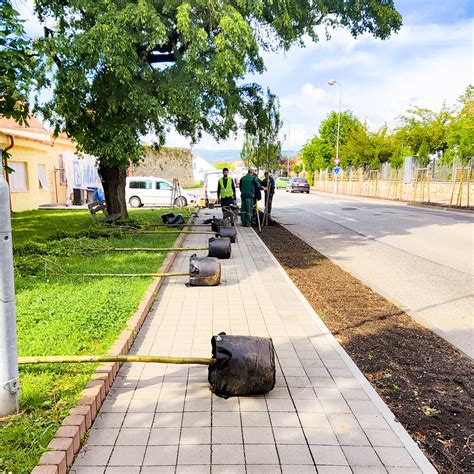 Detailné zobrazenie súkvetia orgovánu s drobnými voňavými kvetmi.
