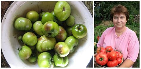zdravé, dozrievajúce rajčiny na rastline