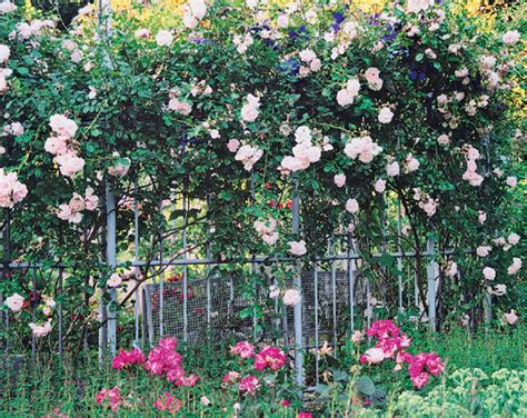 bohato kvitnúce ruže v záhrade