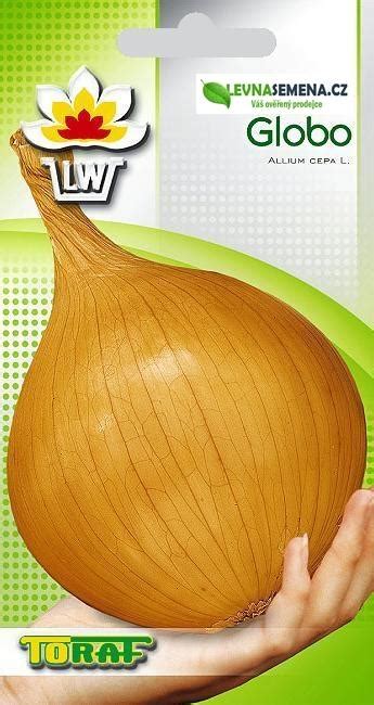 Ilustrácia cibule Globo s detailným pohľadom na jej veľkosť a tvar.