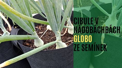 Ilustrácia pestovania sadeníc cibule Globo v debničkách.