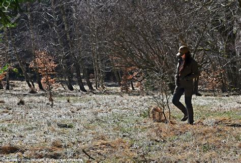 Ilustračné foto jeleních zhodov v lese