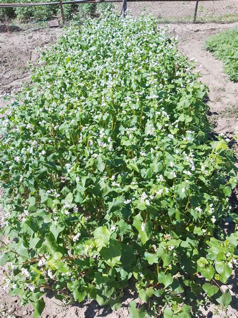 ilustrácia zeleného hnojenia alebo cover crops