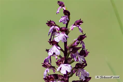 Tematické foto: Detailný záber kvitnúceho vstavača purpurového (Orchis purpurea)