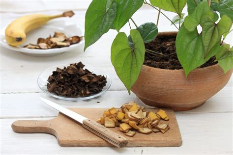 Surové ingrediencie pre domáce hnojivá: žihľava, banánové šupky, cesnak, kávová usadenina