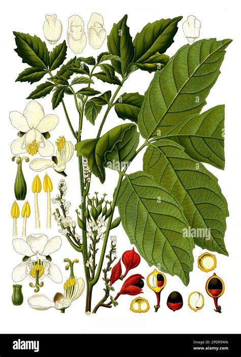 Ilustrácia rastliny Paullinia cupana s kvetmi a plodmi