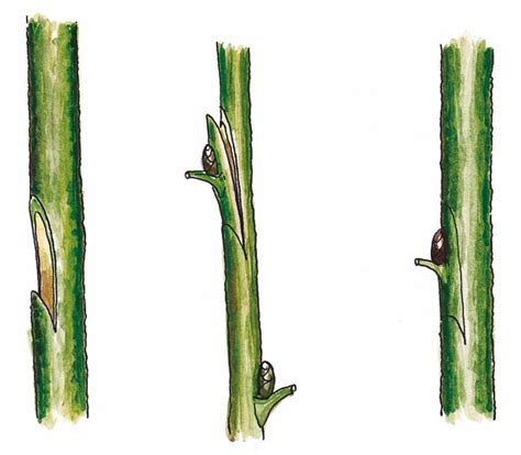 ilustrácia vrúbľovania za kôru