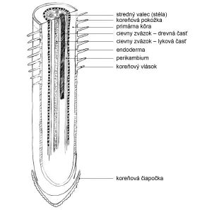 Ilustrácia koreňa ihlice rolnej s chemickými vzorcami účinných látok