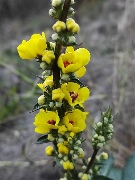 rastlina aubriety na slnečnom skalnatom mieste