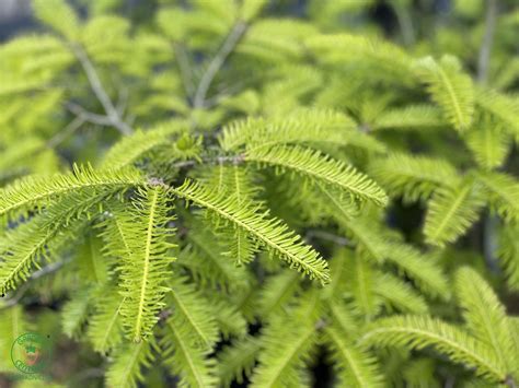 Ilustrácia stavby ihličia jedle bielej s detailom spodnej strany s prieduchmi