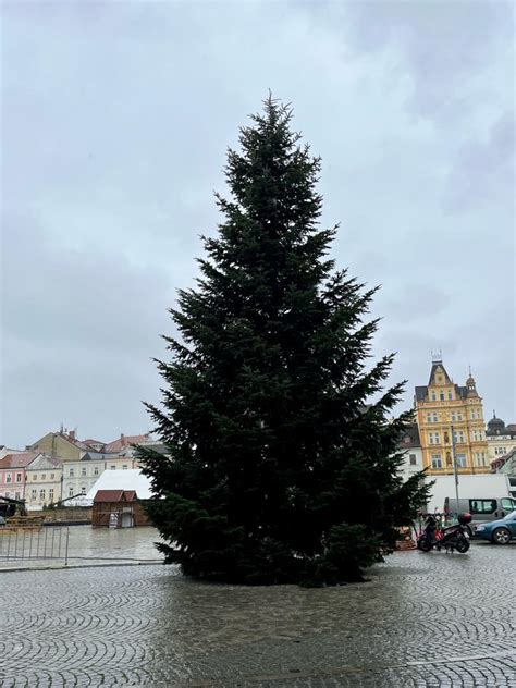 Fotografia majestátneho dospelého stromu jedle bielej v prirodzenom prostredí