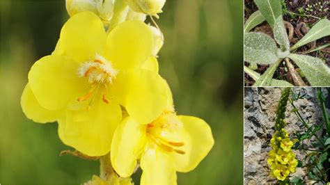 Tematické foto: Plne slnečné stanovisko pre mladý morušovník