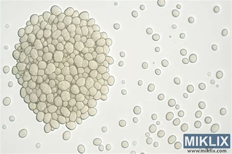 mikroskopický pohľad na marťanský regolit