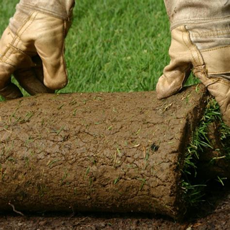 Položenie trávneho koberca krok za krokom (ilustrácia)