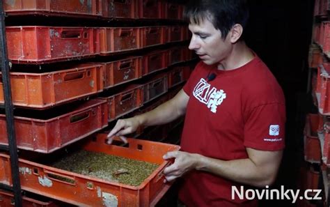 Schéma viacúrovňového boxu na chov múčnych červov s oddelenými sekciami pre vajíčka, larvy a chrobáky