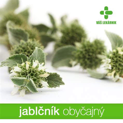 Infografika s vyobrazením liečivých účinkov bazalky