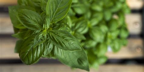 Ukážka mrazenej bazalky v ľadových kockách