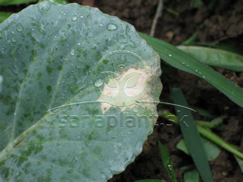 Poškodenie listu spôsobené roztočmi (striebristé škvrnky, pavučinky)