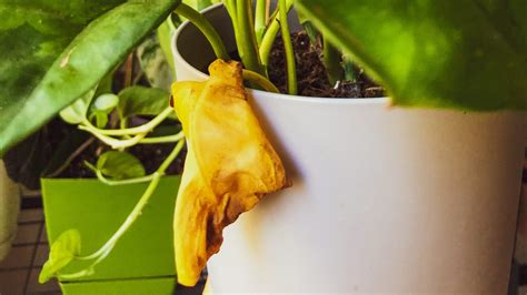 Detail nosánika na rastline