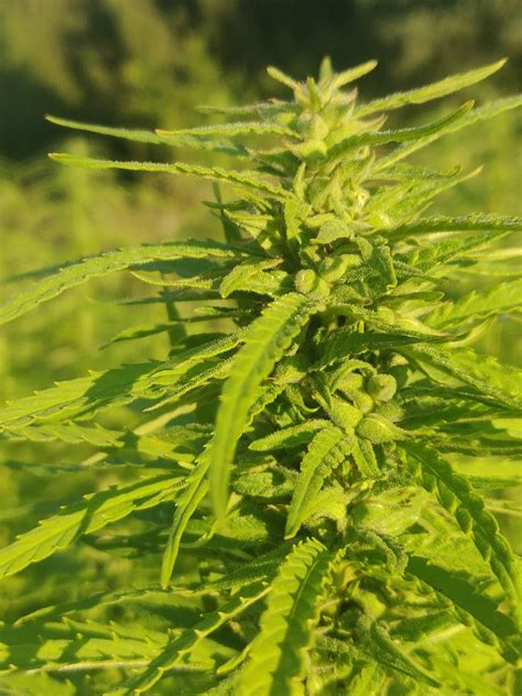 Herná obrazovka zo simulátora pestovania konopnej farmy