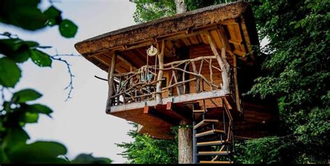 Ilustrácia plodu bergamotu na strome s citrusovými listami