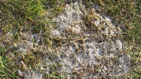 Detailný záber plesne snežnej na trávniku