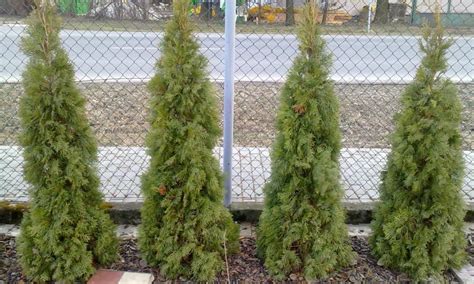 Ilustračná fotografia rôznych druhov tújí na záhrade